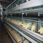 Egg chickens automatic farming equipment for sale