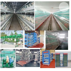 Poultry farming chicken cage equipment sales