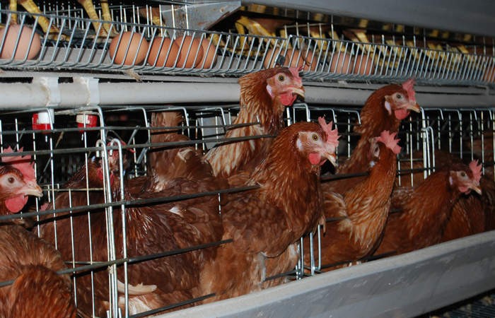 The Importance of Obeserving Chicken’s In Poultry Farming Process