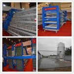 Automatic Poultry Battery Chicken Cages in Modern Chicken Farming Industry