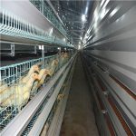 Problems and solutions exist in the use of laying egg hens breeding