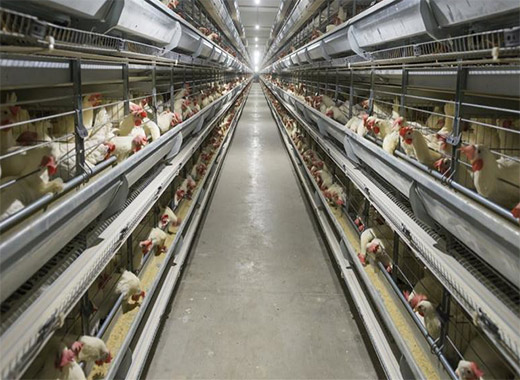 Advantages of Automatic Poultry Farming Equipment You Shoud Know