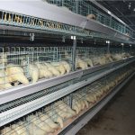 Reason of Broiler disease