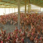 Remove the Harmful gas in the Chicken House Thoroughly