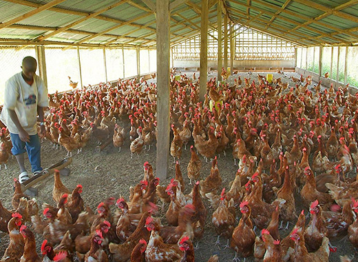 hygienic chicken house