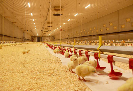 Requirements of Broiler Chicken House air Ventilation Quality