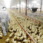 Requirements of Chicken House air Quality
