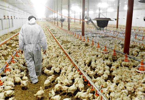 Requirements of Chicken House air Quality