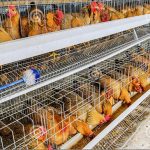 Technical Requirements for Laying Hens