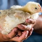 Misunderstandings in the construction of chicken houses