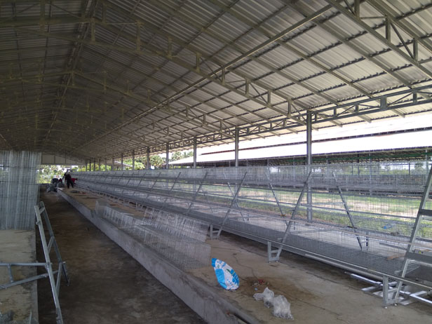 A-Type chicken cages for sale in Zambia