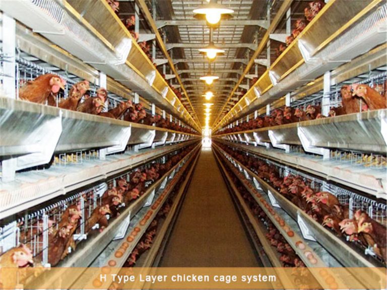 How to use automated chicken feeding equipment for efficient chicken ...