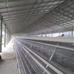 A-Type Chicken Cages for Sale in Zambia Poultry Farming